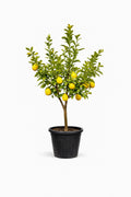 Large Lemon Tree – Fruiting Citrus Tree