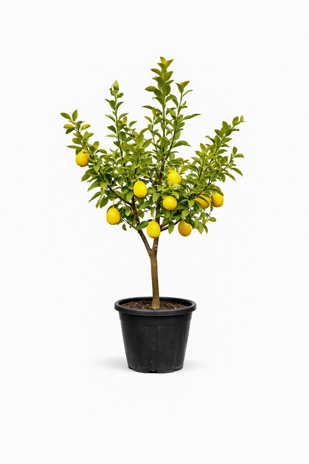 Large Lemon Tree – Fruiting Citrus Tree