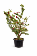 Bougainvillea tree with vivid pink blossoms