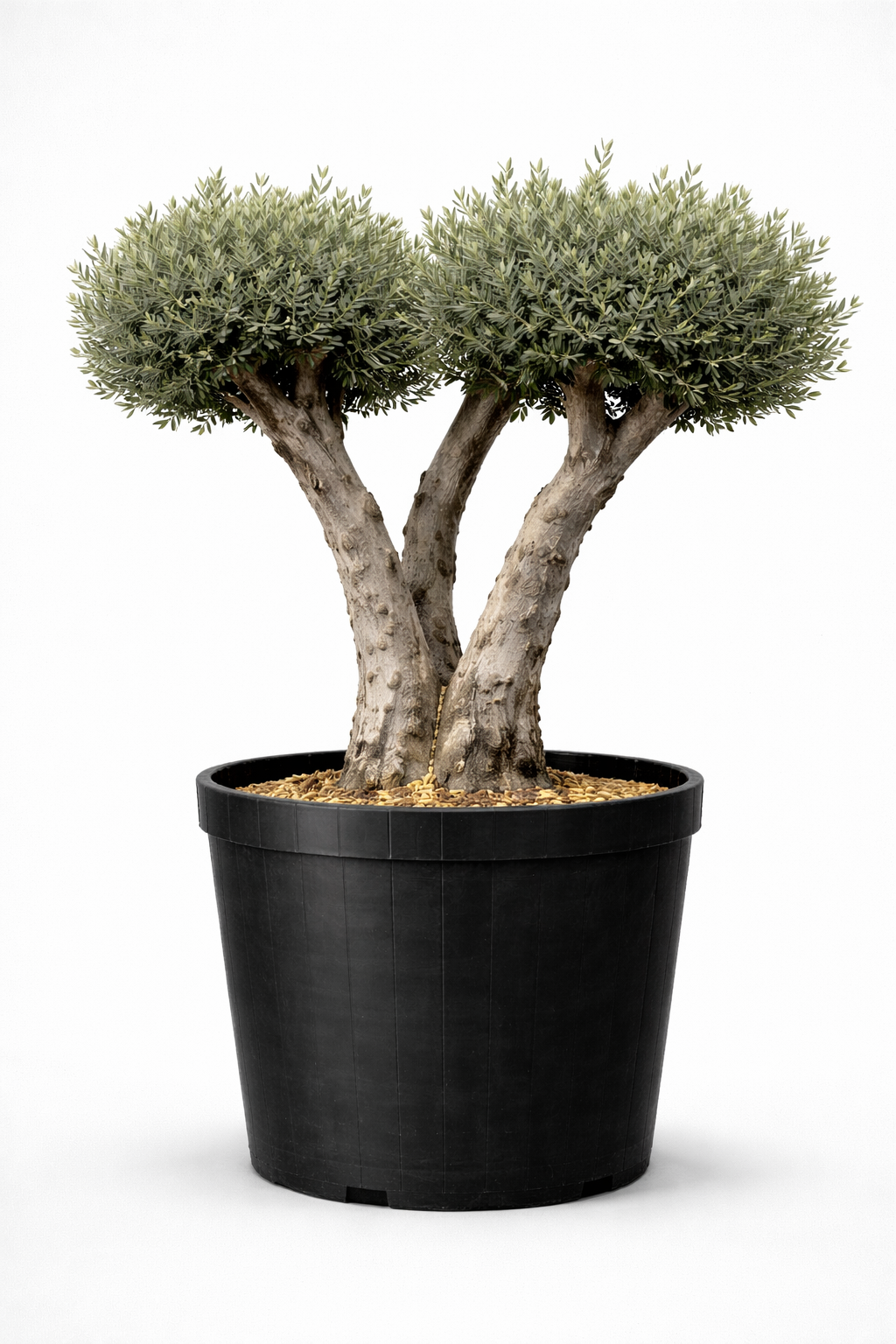 Mature Olive Tree