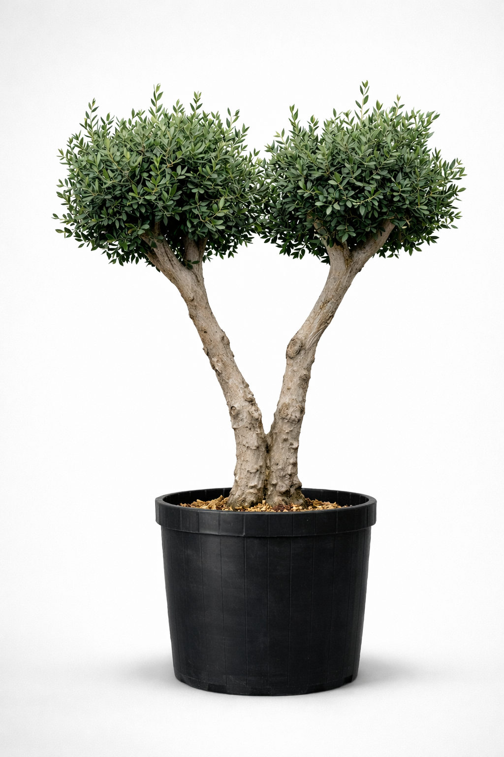 Mature Olive Tree