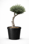 Mature Olive Tree