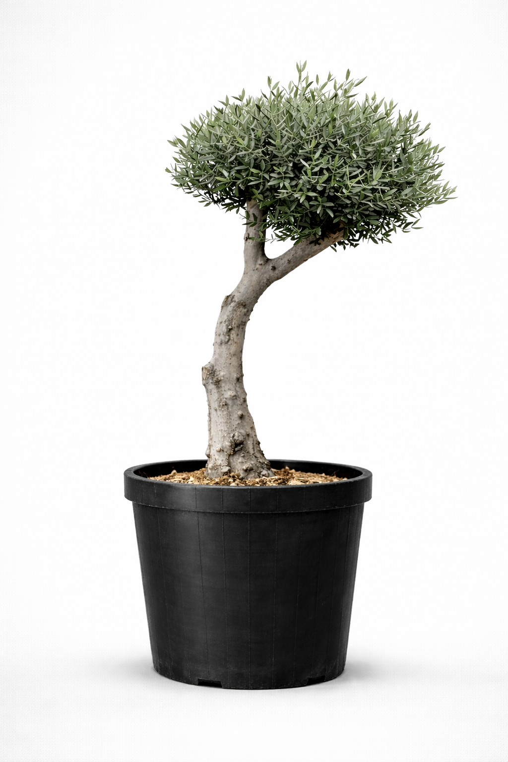 Mature Olive Tree