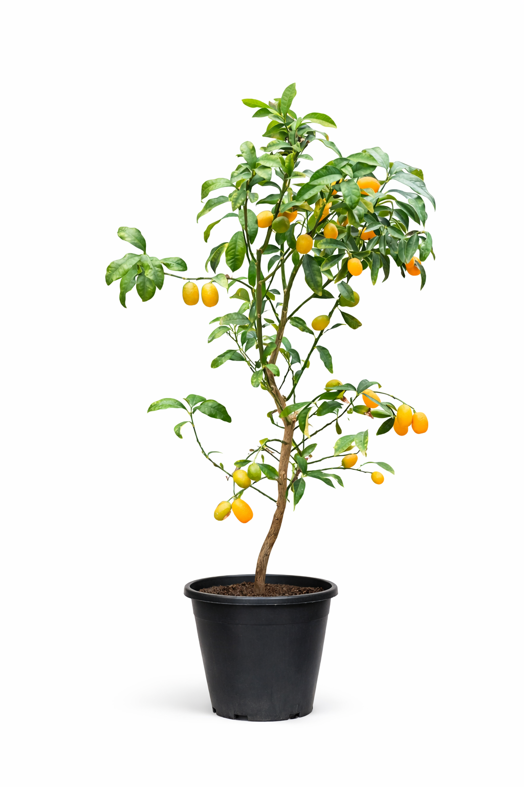 Kumquat Tree – Fruiting Citrus Plant