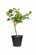 Orange Tree Fruit-Bearing Citrus