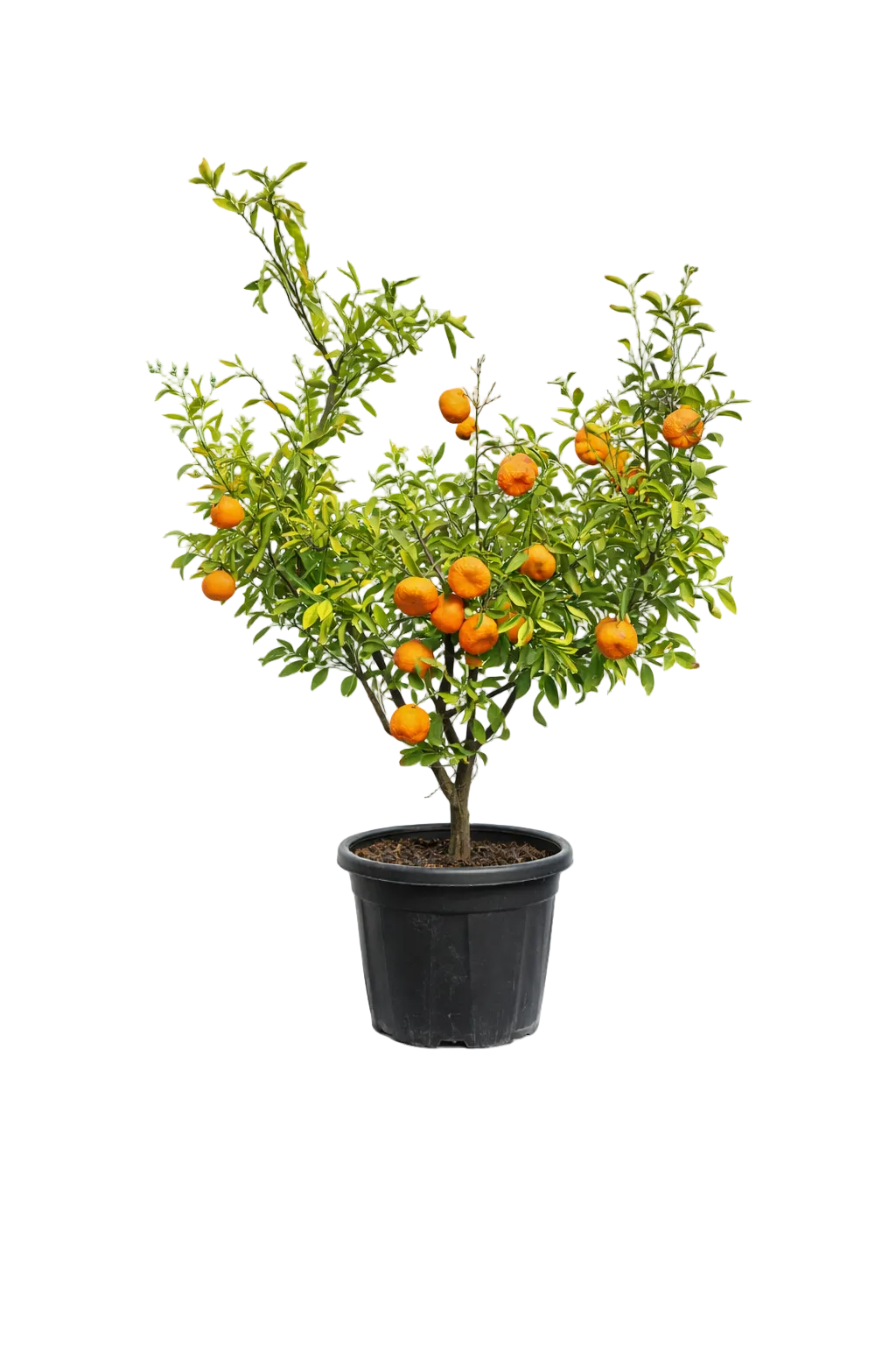 Mandarin Tree - Fruiting Citrus
Tree