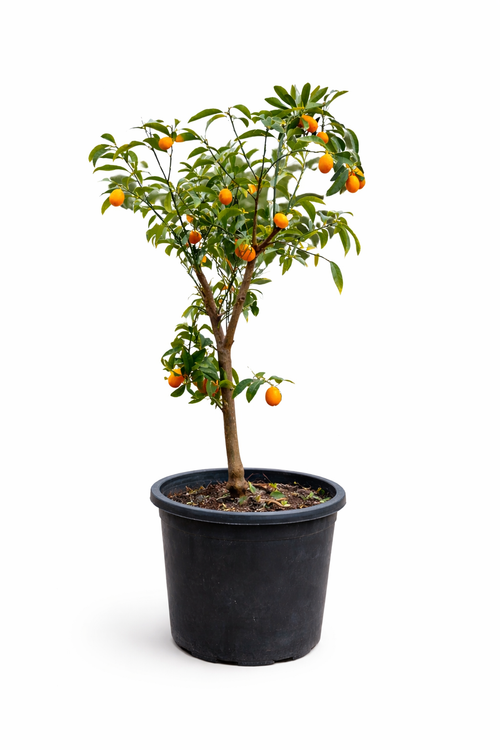 Kumquat Tree – Fruiting Citrus Plant