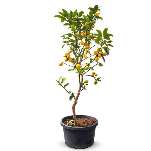 Premium Kumquat Tree – Fruiting Citrus Plant (80–100 cm)