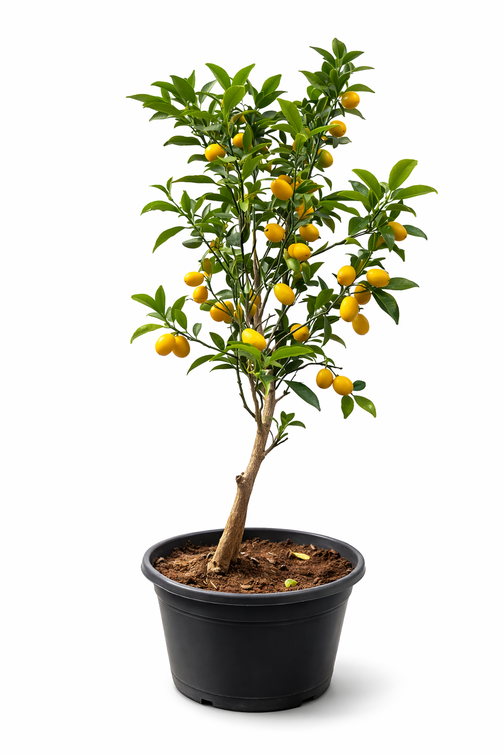 Premium Kumquat Tree – Fruiting Citrus Plant (80–100 cm)