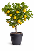 Premium Lemon Tree – Fruiting Citrus Plant in Pot (100–130 cm)