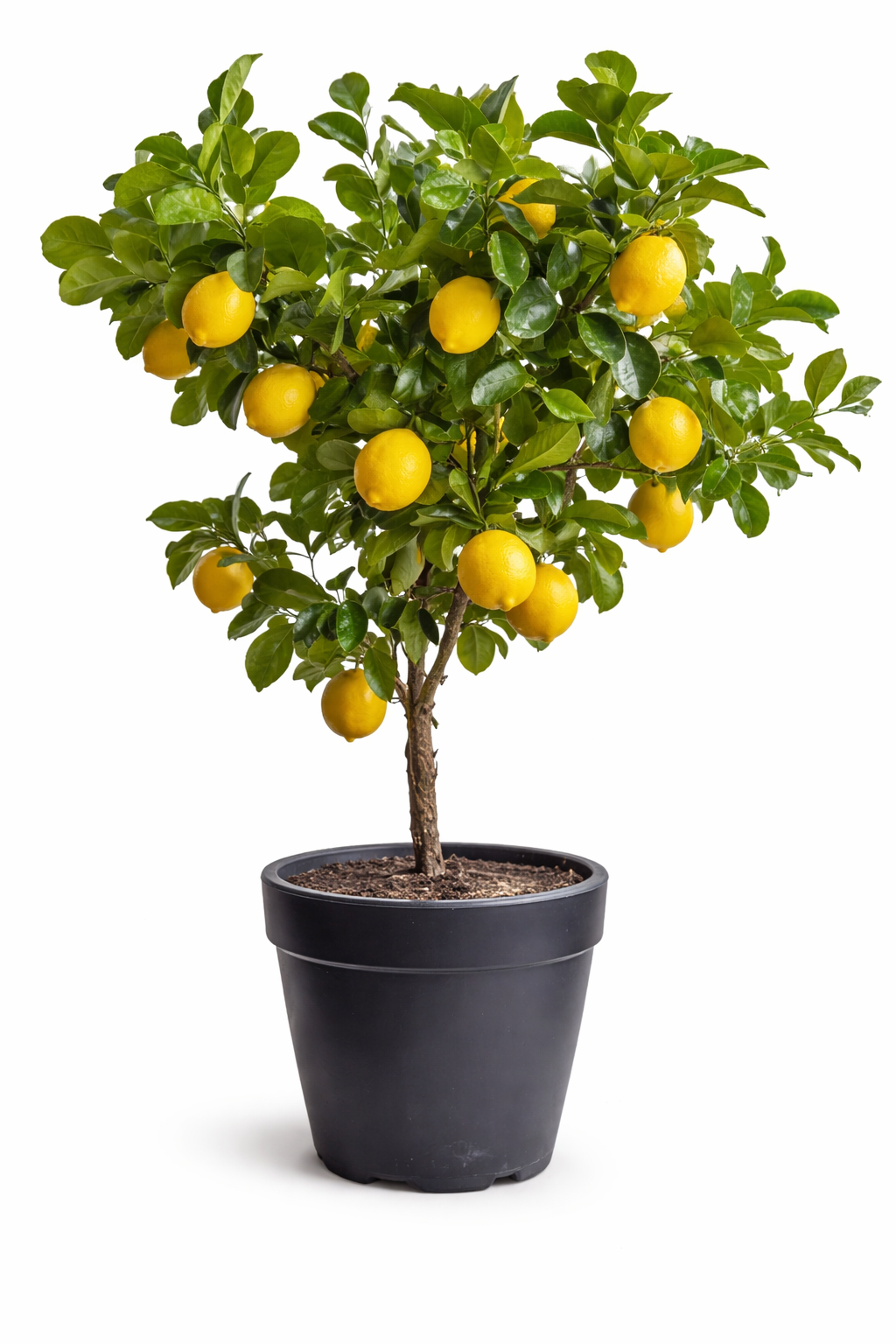 Premium Lemon Tree – Fruiting Citrus Plant in Pot (100–130 cm)