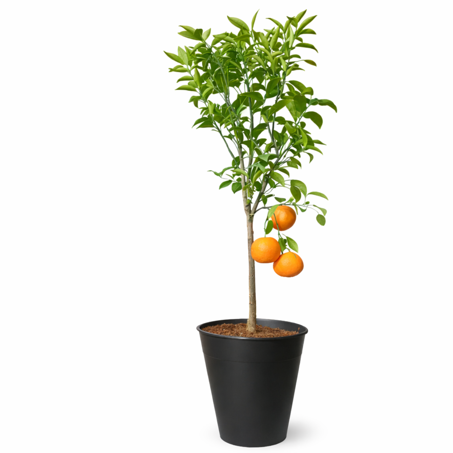 Mandarin Tree - Fruiting Citrus
Tree