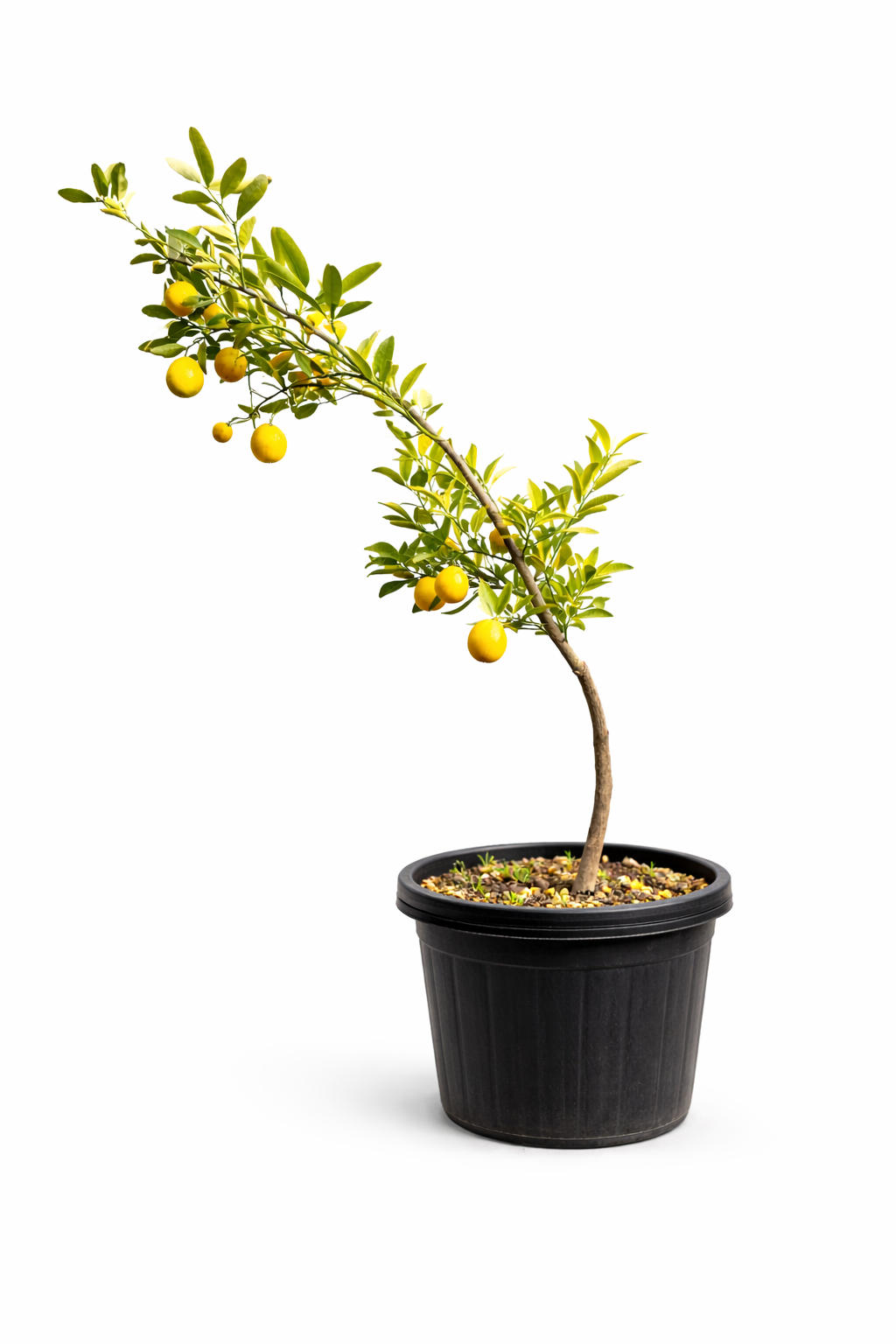 Lemokua citrus tree
