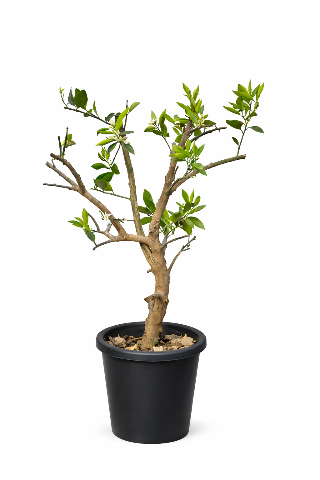 Large Orange Tree Fruit-Bearing Citrus
