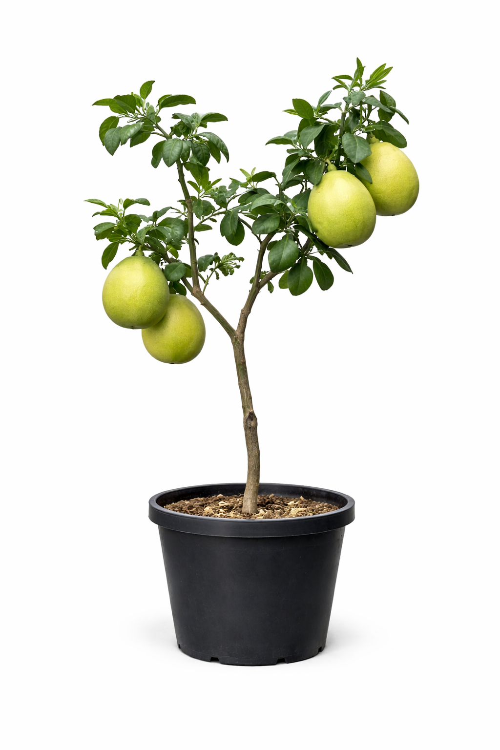 Pomelo Tree