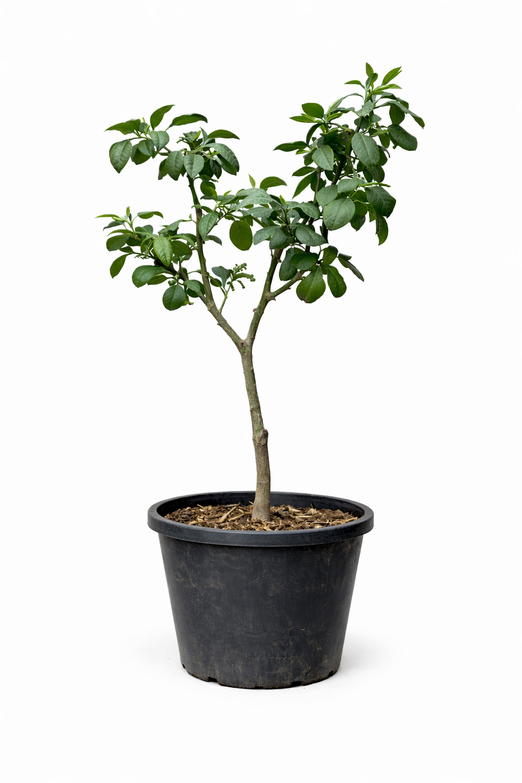 Pomelo Tree