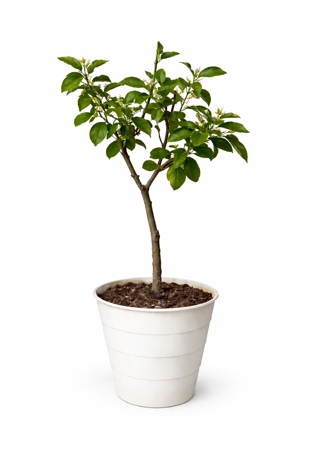 Lemon tree