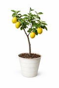 Lemon tree