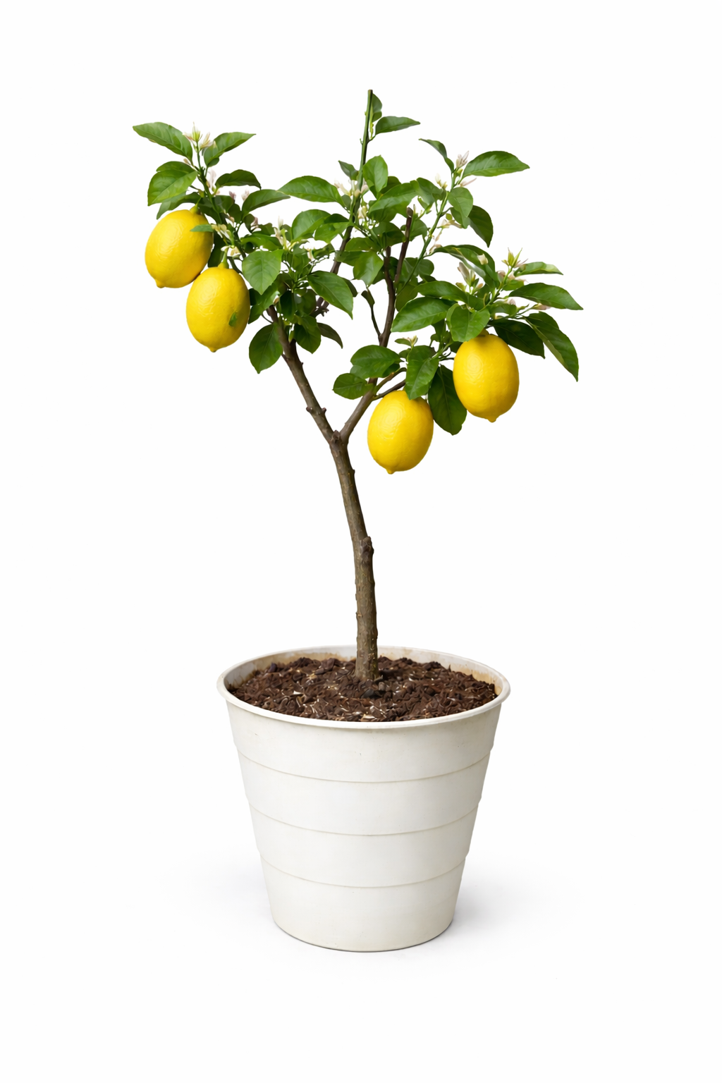 Lemon tree